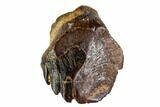 Fossil Ankylosaur Tooth - Montana #108139-1